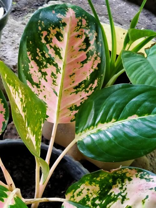 猫眼竹芋的养殖方法和注意事项，猫眼竹芋有什么作用？