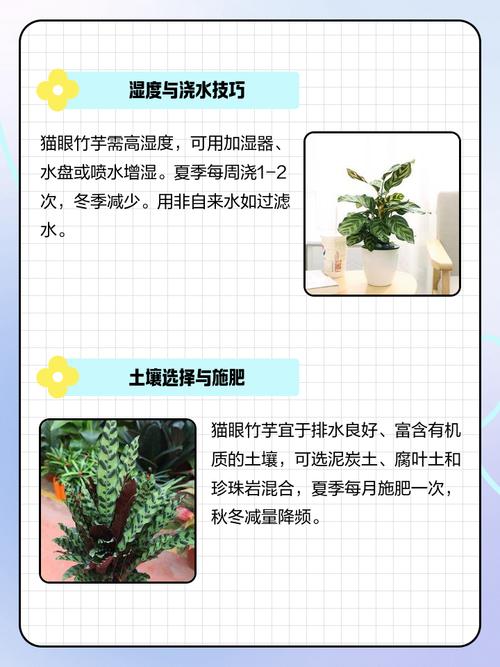 猫眼竹芋的养殖方法和注意事项,猫眼竹芋有什么作用?-第2张图片-优品飞百科 猫眼竹芋的养殖方法和注意事项,猫眼竹芋有什么作用?-第2张图片-优品飞百科