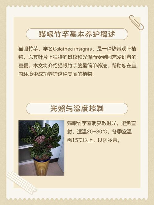 猫眼竹芋的养殖方法和注意事项,猫眼竹芋有什么作用?-第3张图片-优品飞百科 猫眼竹芋的养殖方法和注意事项,猫眼竹芋有什么作用?-第3张图片-优品飞百科