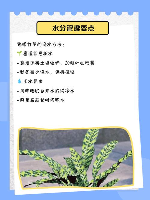 猫眼竹芋的养殖方法和注意事项,猫眼竹芋有什么作用?-第4张图片-优品飞百科 猫眼竹芋的养殖方法和注意事项,猫眼竹芋有什么作用?-第4张图片-优品飞百科