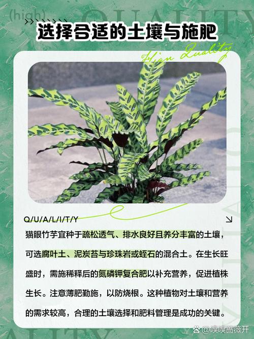 猫眼竹芋的养殖方法和注意事项,猫眼竹芋有什么作用?-第5张图片-优品飞百科 猫眼竹芋的养殖方法和注意事项,猫眼竹芋有什么作用?-第5张图片-优品飞百科