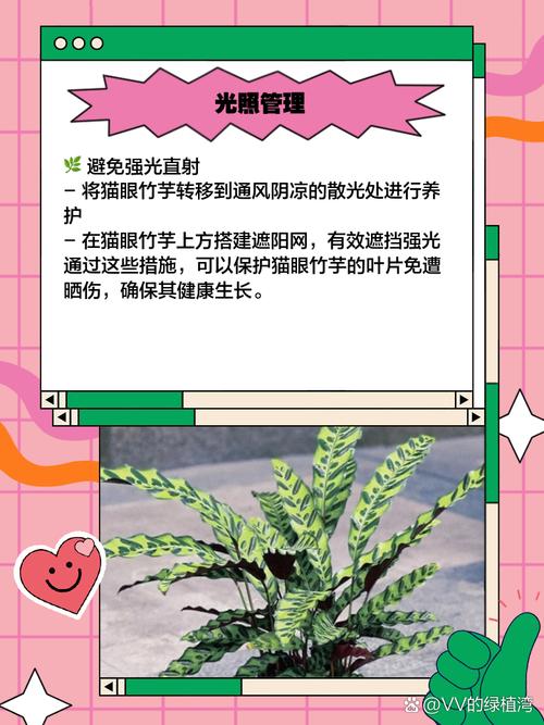 猫眼竹芋的养殖方法和注意事项,猫眼竹芋有什么作用?-第6张图片-优品飞百科 猫眼竹芋的养殖方法和注意事项,猫眼竹芋有什么作用?-第6张图片-优品飞百科