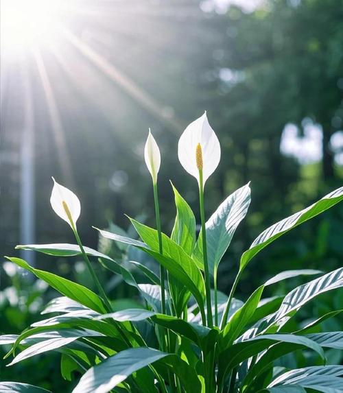 白掌的花期及养护，白掌花怎么养家庭养法