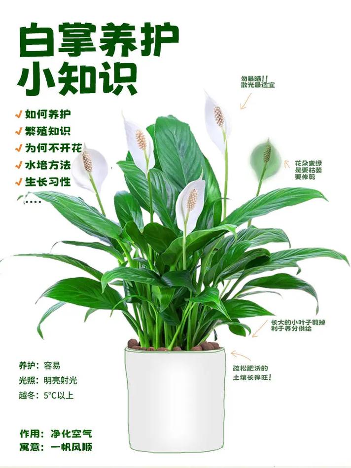 白掌的花期及养护，白掌花怎么养家庭养法-第2张图片-优品飞百科