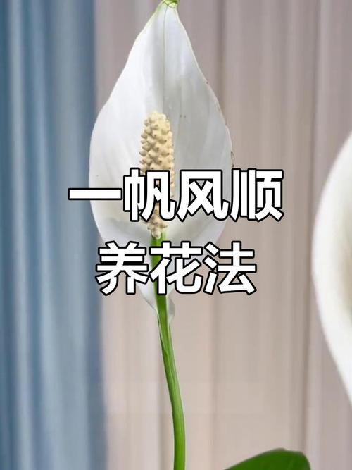 白掌的花期及养护，白掌花怎么养家庭养法-第3张图片-优品飞百科