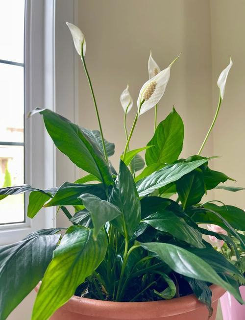 白掌的花期及养护，白掌花怎么养家庭养法-第4张图片-优品飞百科