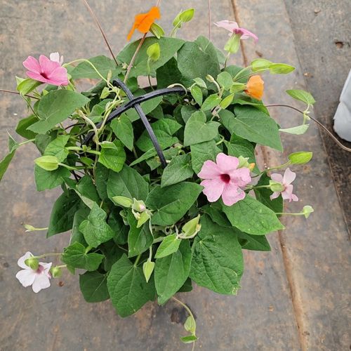 黑眼苏珊怎么养，黑眼苏珊怎么养护-第2张图片-优品飞百科