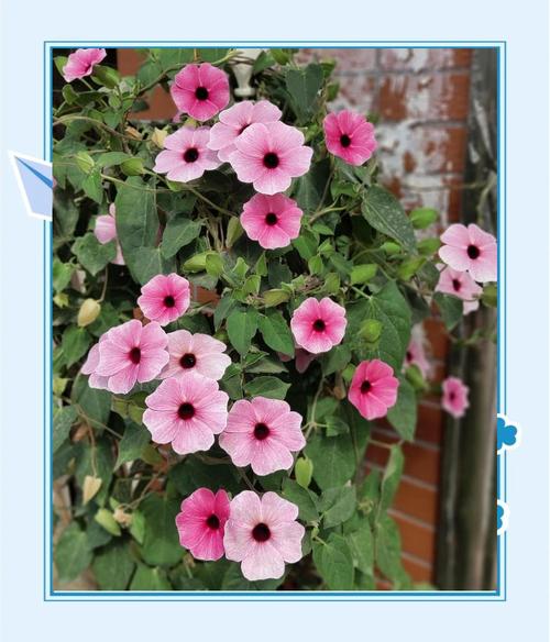 黑眼苏珊怎么养，黑眼苏珊怎么养护-第3张图片-优品飞百科