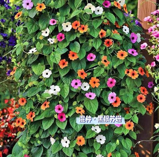 黑眼苏珊怎么养，黑眼苏珊怎么养护-第4张图片-优品飞百科