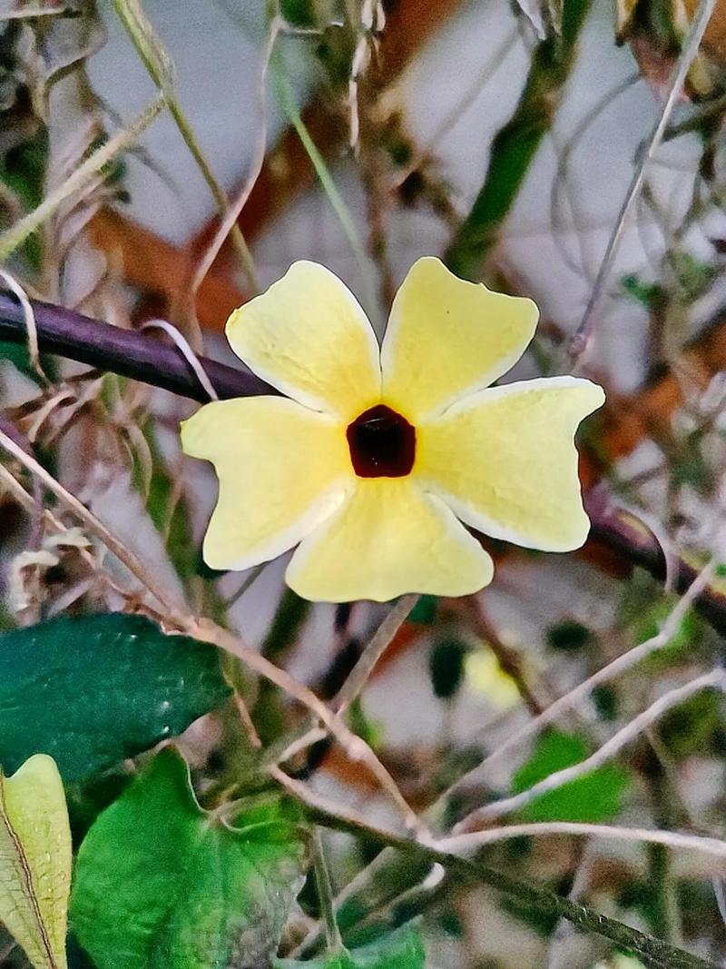 黑眼苏珊怎么养，黑眼苏珊怎么养护-第5张图片-优品飞百科