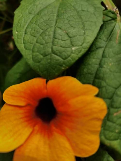 黑眼苏珊怎么养，黑眼苏珊怎么养护-第6张图片-优品飞百科