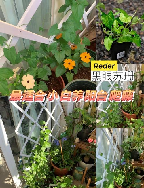 黑眼苏珊怎么养，黑眼苏珊怎么养护-第7张图片-优品飞百科