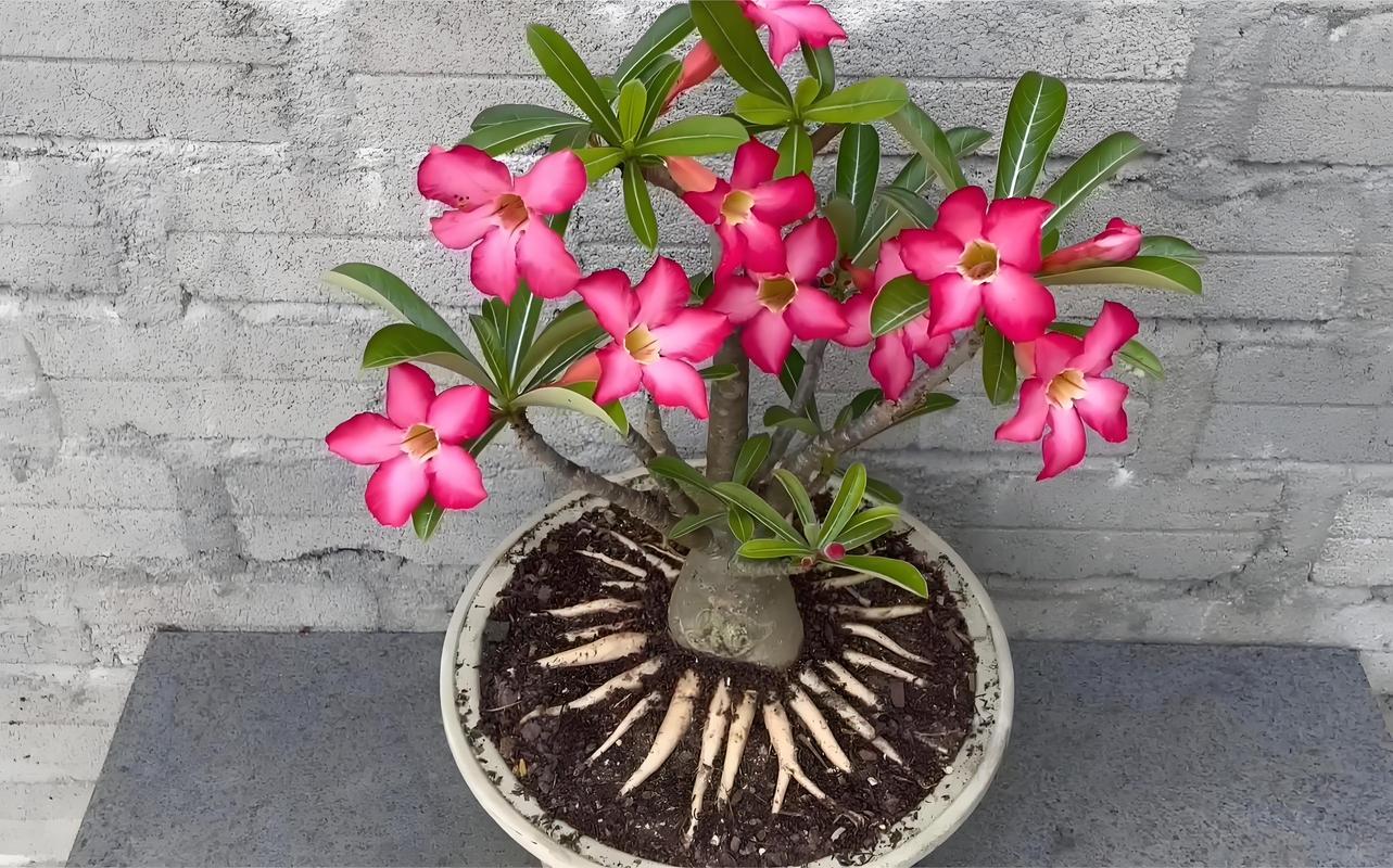 沙漠玫瑰浇多少水？沙漠玫瑰浇水频率？