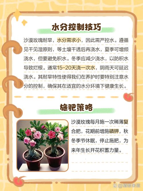 沙漠玫瑰浇多少水？沙漠玫瑰浇水频率？-第2张图片-优品飞百科