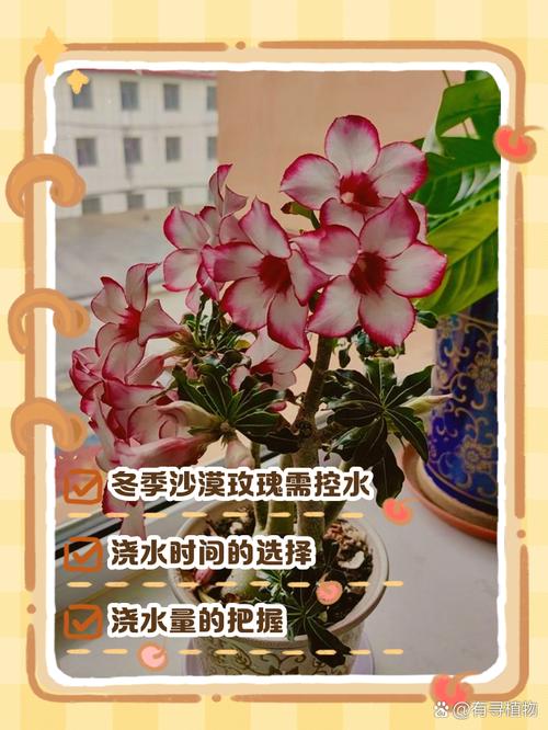 沙漠玫瑰浇多少水？沙漠玫瑰浇水频率？-第3张图片-优品飞百科