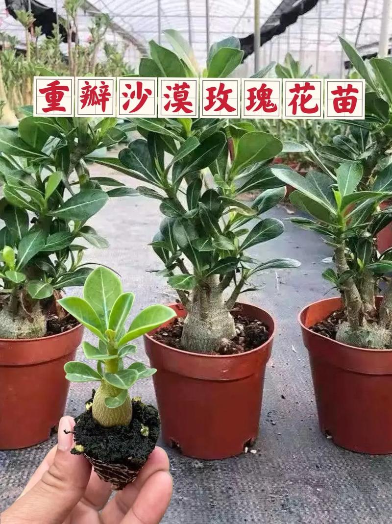 沙漠玫瑰浇多少水？沙漠玫瑰浇水频率？-第4张图片-优品飞百科