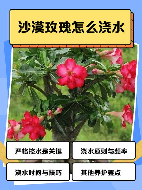 沙漠玫瑰浇多少水？沙漠玫瑰浇水频率？-第5张图片-优品飞百科