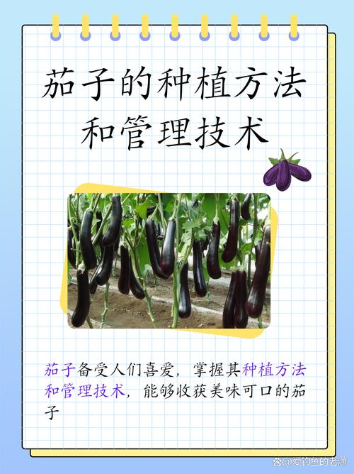 种茄子的方法和技术？种茄子的方法和技术视频？