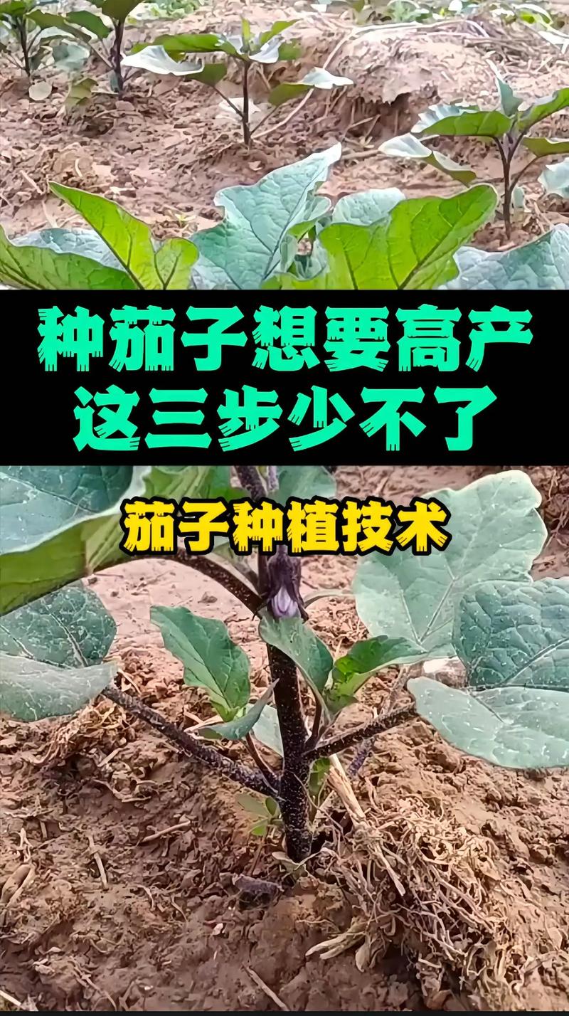 种茄子的方法和技术？种茄子的方法和技术视频？-第2张图片-优品飞百科