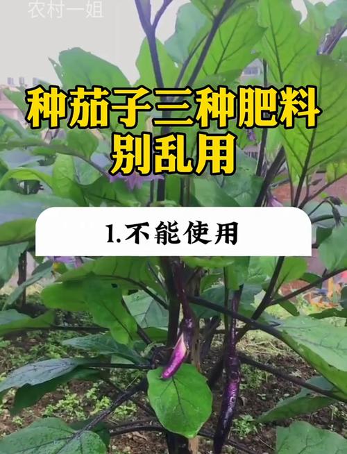 种茄子的方法和技术？种茄子的方法和技术视频？-第3张图片-优品飞百科