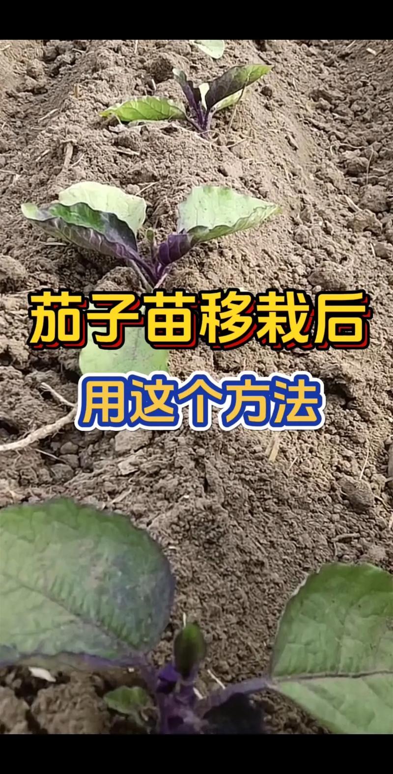 种茄子的方法和技术？种茄子的方法和技术视频？-第4张图片-优品飞百科