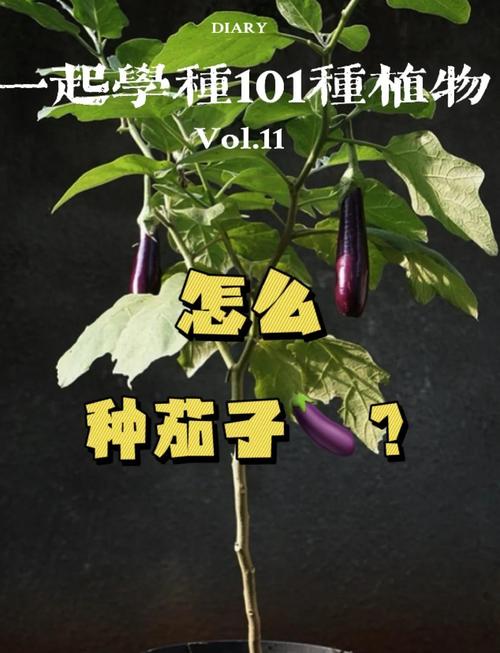 种茄子的方法和技术？种茄子的方法和技术视频？-第5张图片-优品飞百科