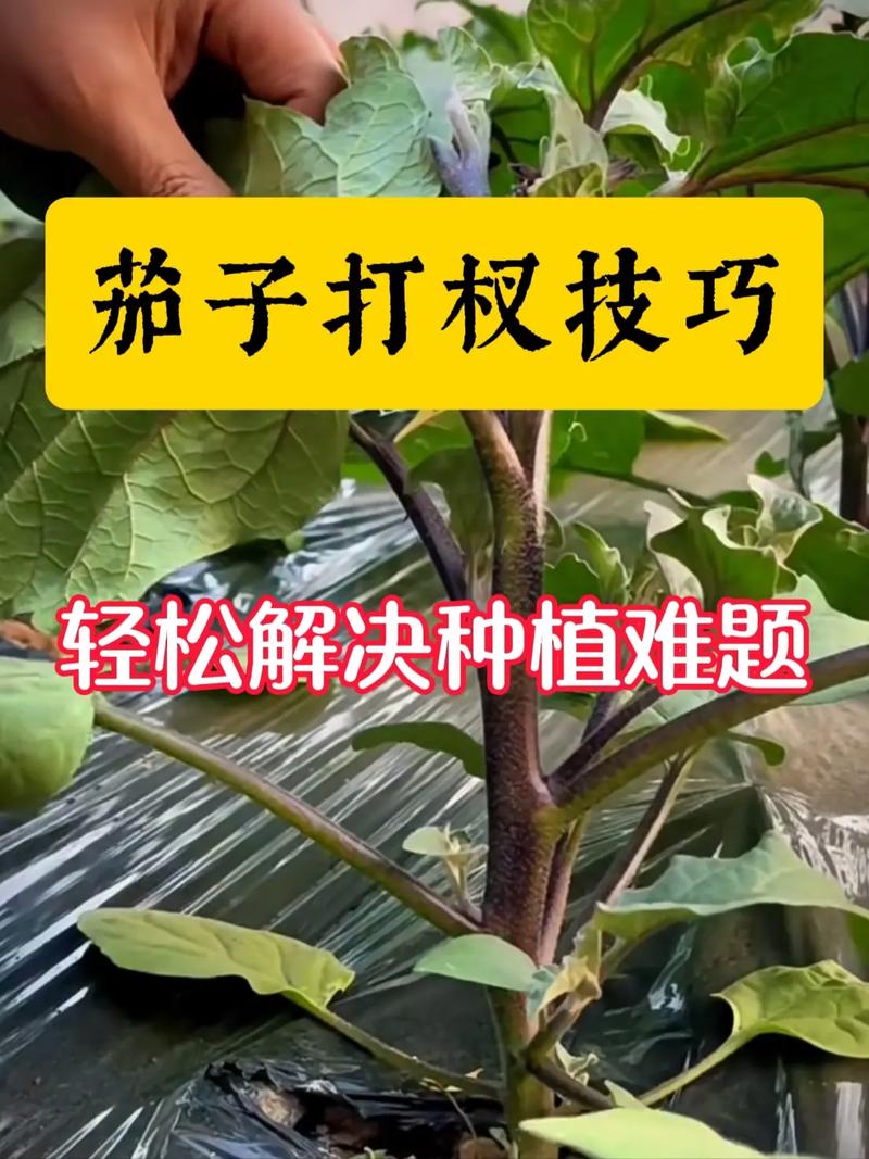 种茄子的方法和技术？种茄子的方法和技术视频？-第6张图片-优品飞百科