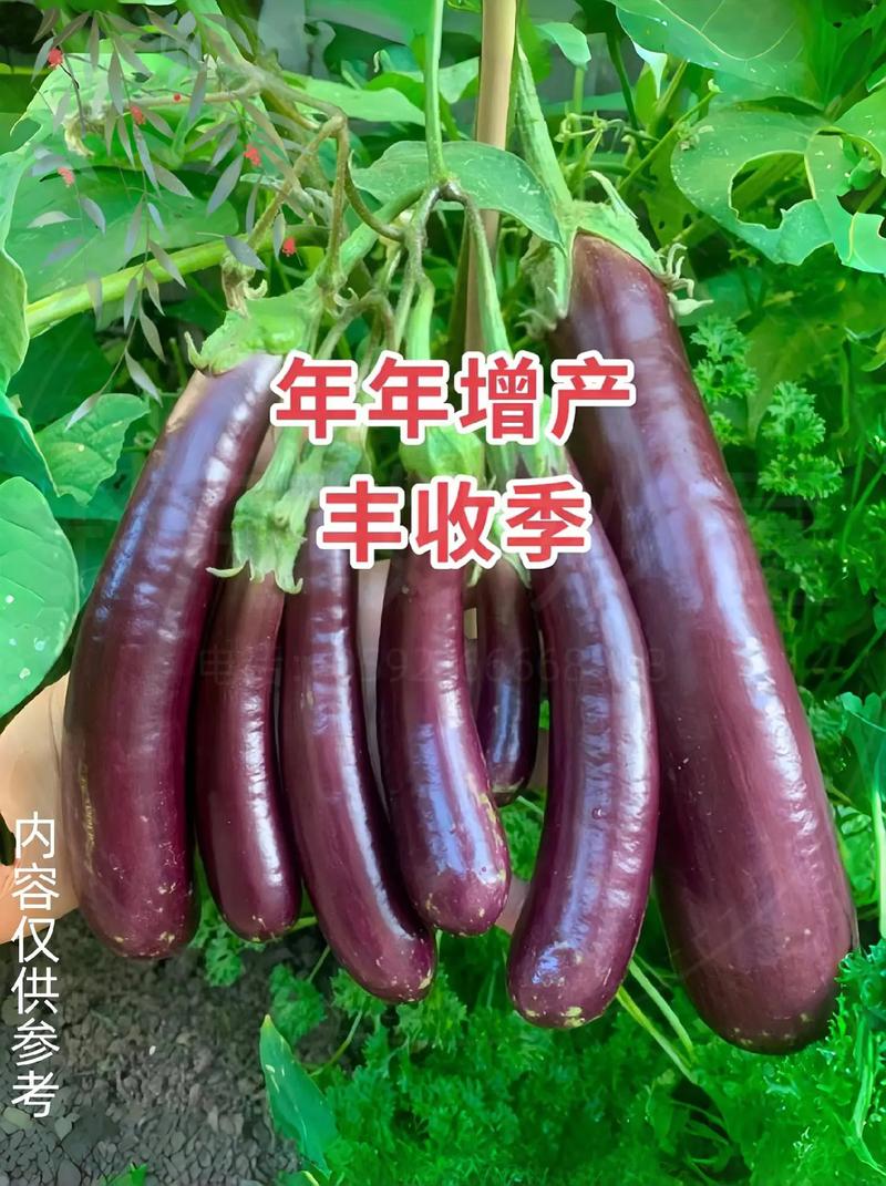 种茄子的方法和技术？种茄子的方法和技术视频？-第7张图片-优品飞百科