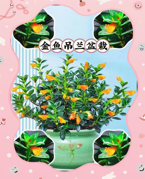 金鱼吊兰怎么养才会茂盛,金鱼吊兰怎么养才会茂盛一点-第3张图片-优品飞百科 金鱼吊兰怎么养才会茂盛,金鱼吊兰怎么养才会茂盛一点-第3张图片-优品飞百科