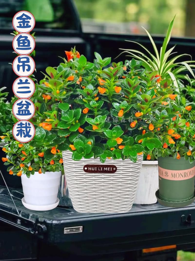 金鱼吊兰怎么养才会茂盛,金鱼吊兰怎么养才会茂盛一点-第4张图片-优品飞百科 金鱼吊兰怎么养才会茂盛,金鱼吊兰怎么养才会茂盛一点-第4张图片-优品飞百科