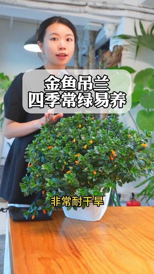 金鱼吊兰怎么养才会茂盛,金鱼吊兰怎么养才会茂盛一点-第5张图片-优品飞百科 金鱼吊兰怎么养才会茂盛,金鱼吊兰怎么养才会茂盛一点-第5张图片-优品飞百科