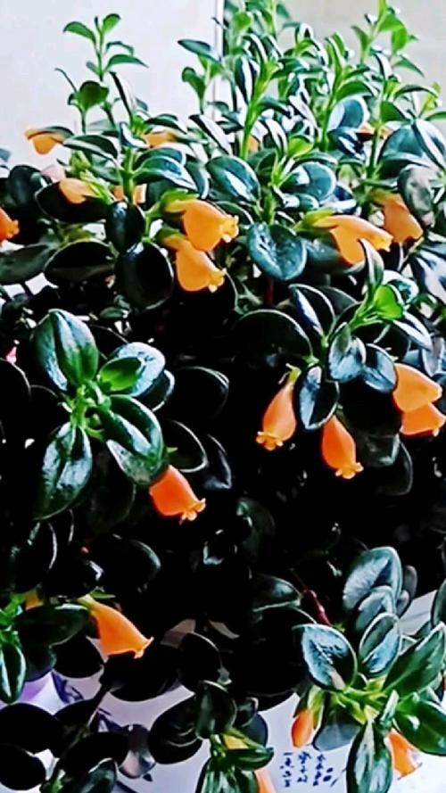 金鱼吊兰怎么养才会茂盛,金鱼吊兰怎么养才会茂盛一点-第6张图片-优品飞百科 金鱼吊兰怎么养才会茂盛,金鱼吊兰怎么养才会茂盛一点-第6张图片-优品飞百科