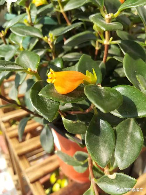 金鱼吊兰怎么养才会茂盛,金鱼吊兰怎么养才会茂盛一点-第8张图片-优品飞百科 金鱼吊兰怎么养才会茂盛,金鱼吊兰怎么养才会茂盛一点-第8张图片-优品飞百科