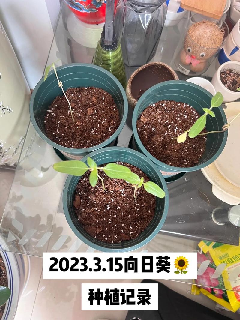 向日葵种子种植哪一头朝下，向日葵种子种植是大头朝上还是小头朝上？-第2张图片-优品飞百科