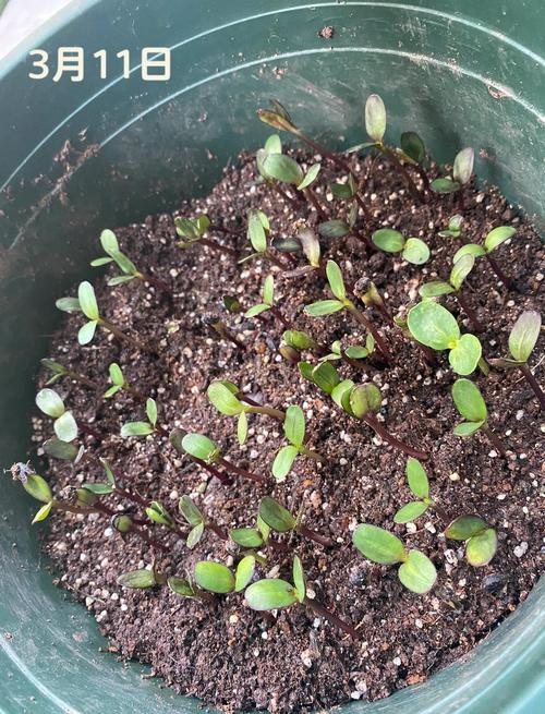 向日葵种子种植哪一头朝下，向日葵种子种植是大头朝上还是小头朝上？-第3张图片-优品飞百科