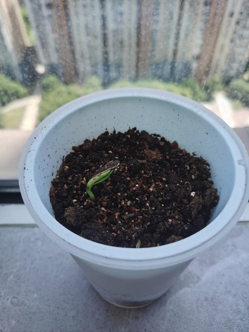 向日葵种子种植哪一头朝下，向日葵种子种植是大头朝上还是小头朝上？-第4张图片-优品飞百科