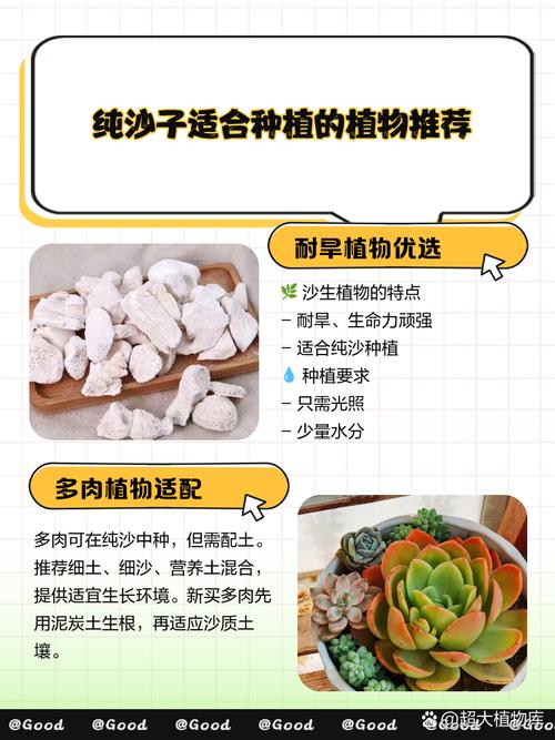 虎皮兰蟹爪兰，虎皮兰高脚种类？