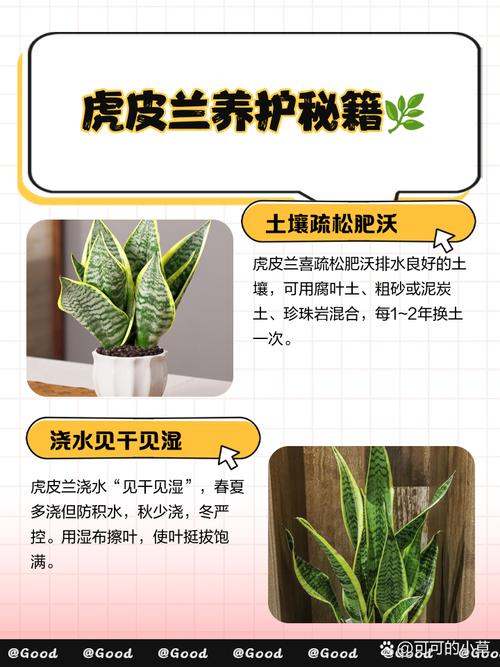 虎皮兰蟹爪兰，虎皮兰高脚种类？-第2张图片-优品飞百科