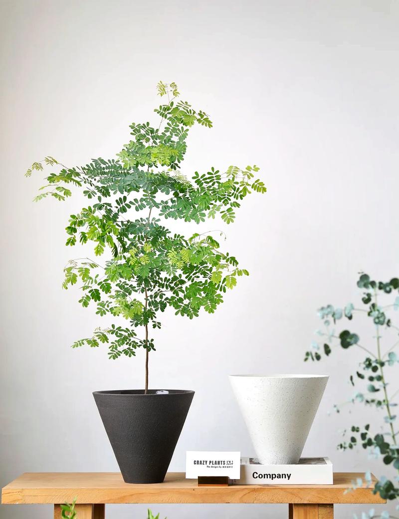 虎皮兰蟹爪兰，虎皮兰高脚种类？-第3张图片-优品飞百科