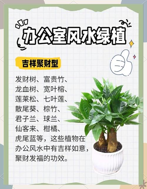 虎皮兰蟹爪兰，虎皮兰高脚种类？-第4张图片-优品飞百科