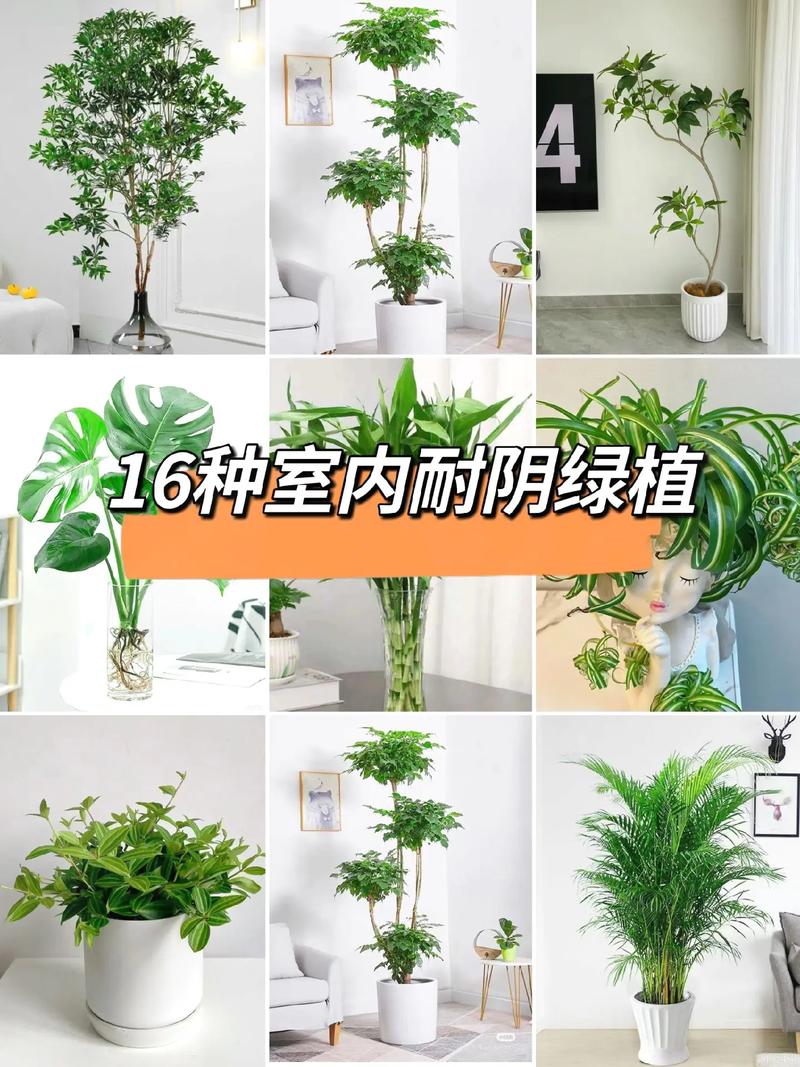 虎皮兰蟹爪兰，虎皮兰高脚种类？-第5张图片-优品飞百科