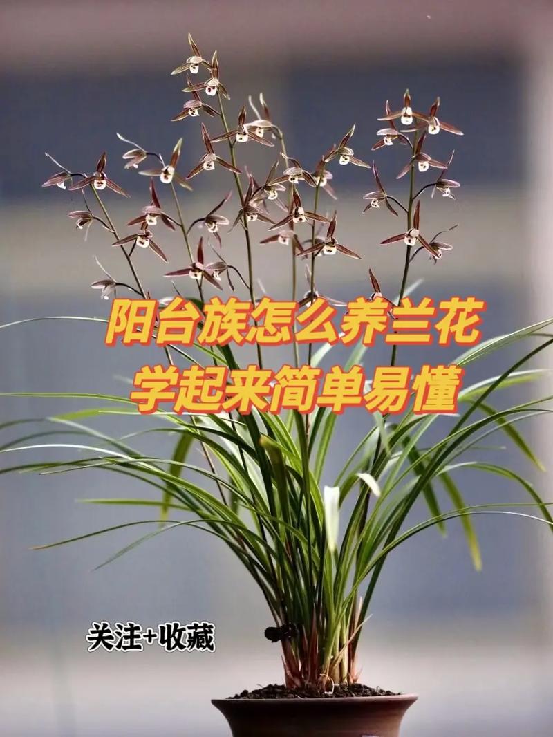 兰花要怎么养，兰花的养护方法？