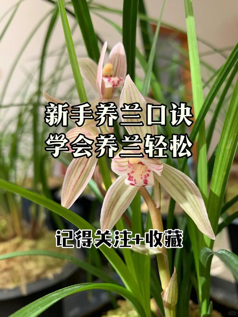 兰花要怎么养，兰花的养护方法？-第2张图片-优品飞百科
