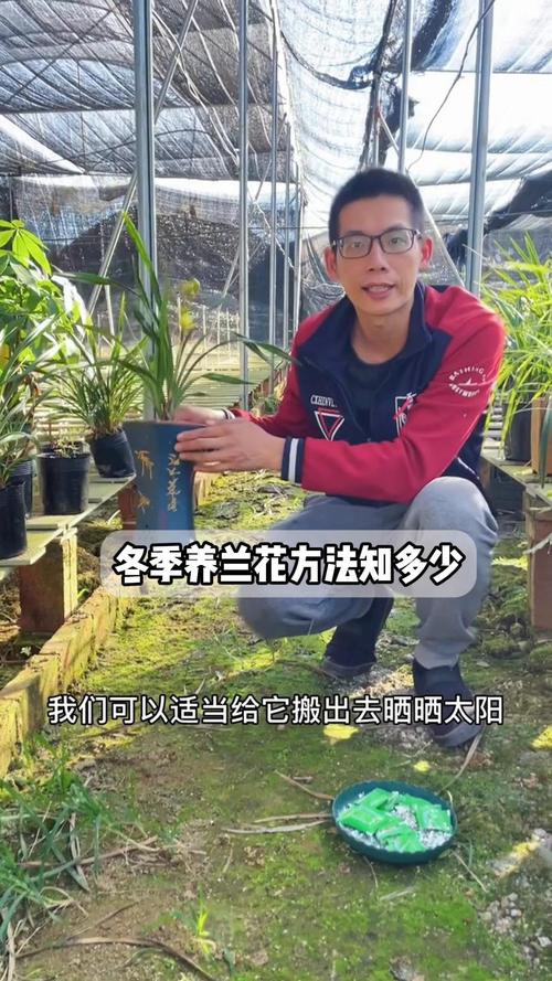 兰花要怎么养，兰花的养护方法？-第4张图片-优品飞百科