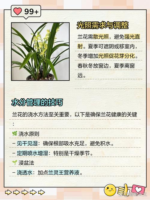 兰花要怎么养，兰花的养护方法？-第7张图片-优品飞百科