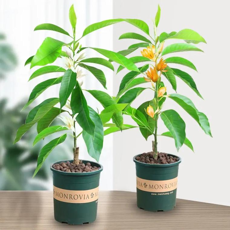 新种的白兰花怎么养，刚买的白兰花怎么种？