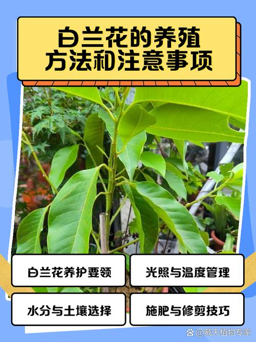 新种的白兰花怎么养,刚买的白兰花怎么种?-第2张图片-优品飞百科 新种的白兰花怎么养,刚买的白兰花怎么种?-第2张图片-优品飞百科