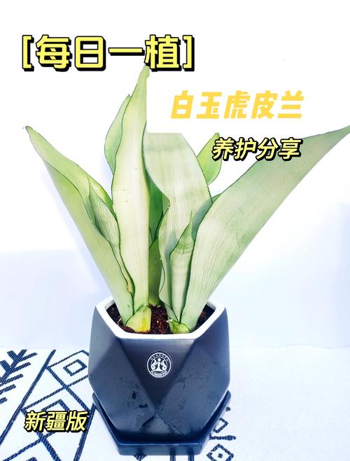 新种的白兰花怎么养,刚买的白兰花怎么种?-第3张图片-优品飞百科 新种的白兰花怎么养,刚买的白兰花怎么种?-第3张图片-优品飞百科