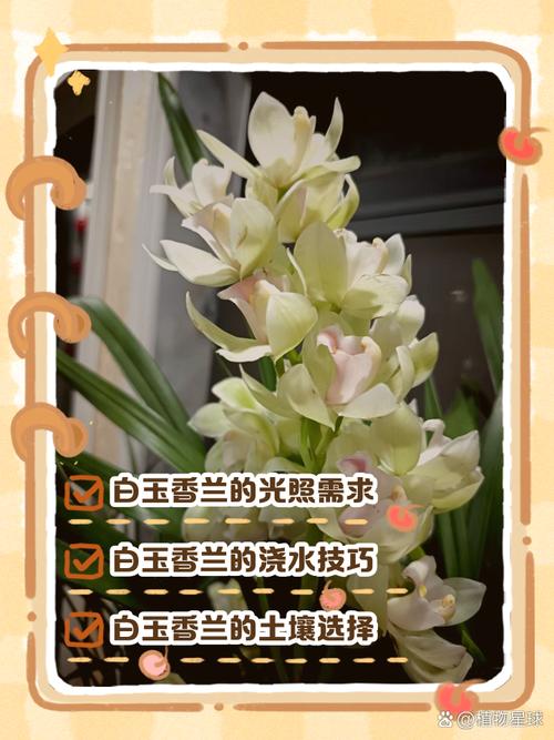 新种的白兰花怎么养,刚买的白兰花怎么种?-第4张图片-优品飞百科 新种的白兰花怎么养,刚买的白兰花怎么种?-第4张图片-优品飞百科