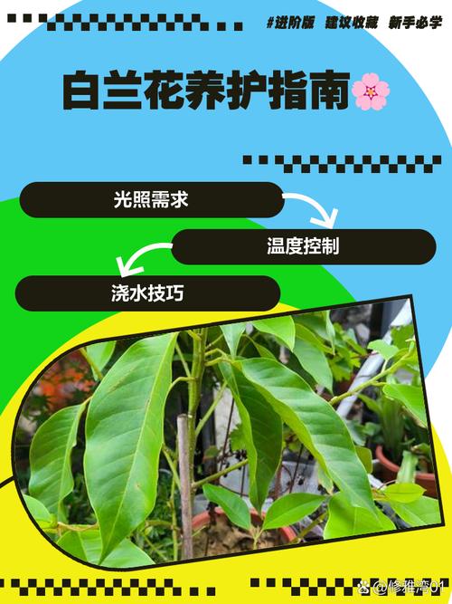 新种的白兰花怎么养,刚买的白兰花怎么种?-第6张图片-优品飞百科 新种的白兰花怎么养,刚买的白兰花怎么种?-第6张图片-优品飞百科